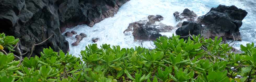 Aot 2014 - Sentier littoral Piton Ste-Rose - Manioc marron