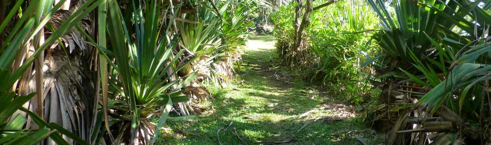 Aot 2014 - Ste-Rose - Sentier littoral de Ravine Glissante  la Marine -