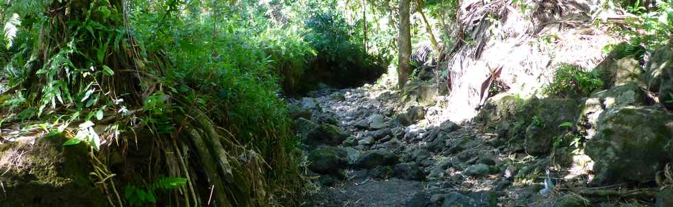 Aot 2014 - Ste-Rose - Sentier littoral de Ravine Glissante  la Marine - Ravine Parisse