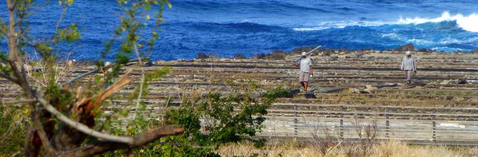 17 octobre 2014 - Saint-Leu - Pointe du Sel vers le Piton des Roches Tendres -  Salines