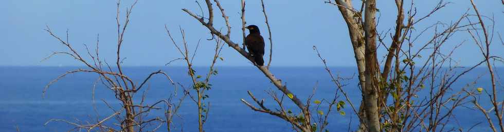 17 octobre 2014 - Saint-Leu - Pointe du Sel vers le Piton des Roches Tendres -  Martin