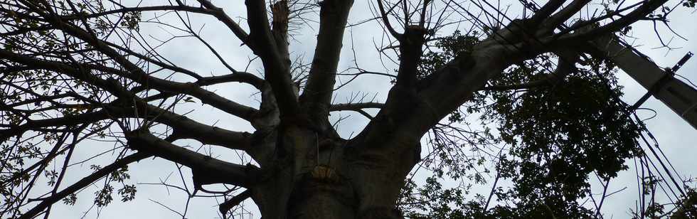17 octobre 2014 - St-Leu - Baobab