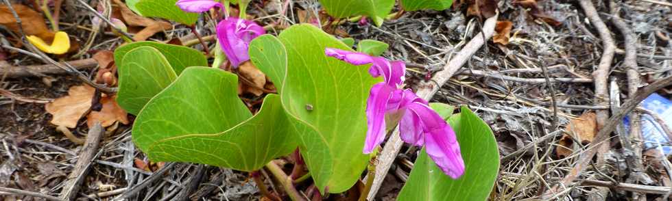 30 novembre 2014 - La Pointe du Diable, un site naturel remarquable - Histoire gologique rcente et aspects humains - Ple Valorisation du patrimoine - St-Pierre - Fleurs liane Patate  Durand