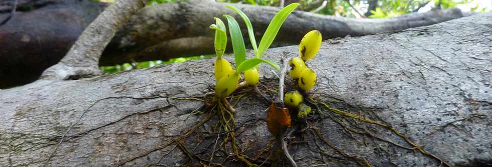 Janvier 2015 - St-Philippe - Ravine Pont Rouge - Orchides Ti Carambole