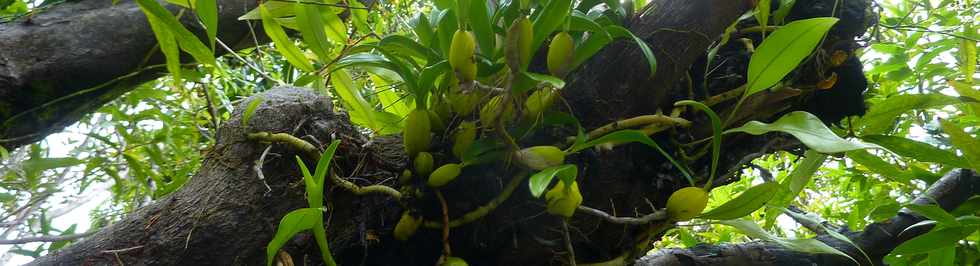 Janvier 2015 - St-Philippe - Ravine Pont Rouge - Orchides Ti Carambole