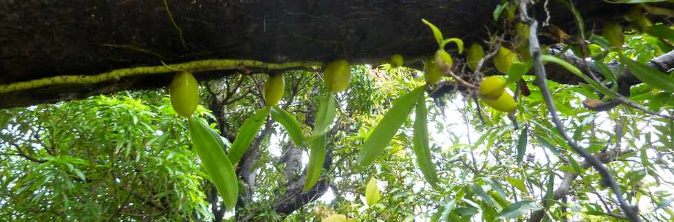 Janvier 2015 - St-Philippe - Ravine Pont Rouge - Orchides Ti Carambole