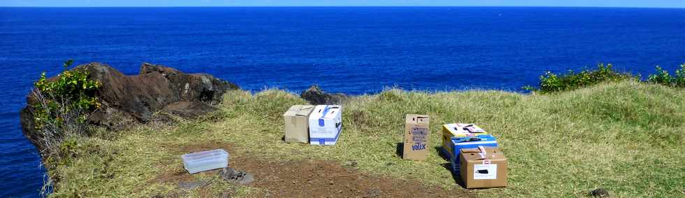 16 avril 2015 - St-Pierre - Pointe de la Ravine des Cafres - Relcher de ptrels de Barau -