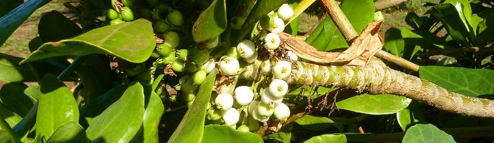 29 mai 2015 - St-Pierre - Site naturel protg de Terre Rouge -  Fruits du manioc marron