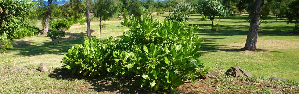 29 mai 2015 - St-Pierre - Site naturel protg de Terre Rouge -  Manioc marron