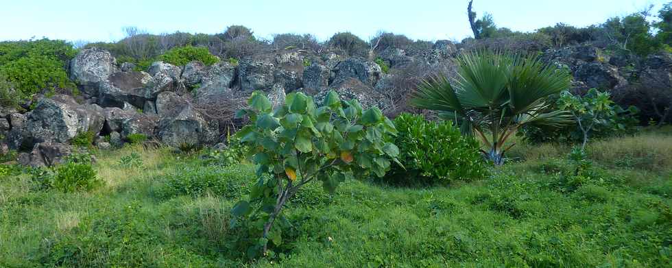 29 mai 2015 - St-Pierre - Site naturel protg de Terre Rouge - Mahot et Latanier rouge