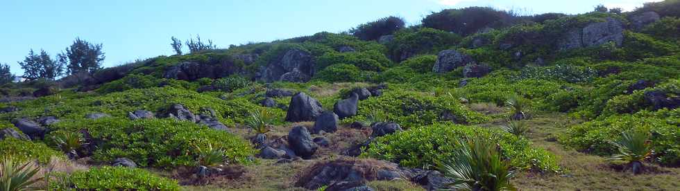 29 mai 2015 - St-Pierre - Site naturel protg de Terre Rouge -