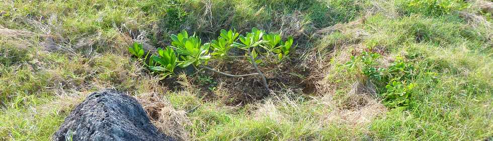 29 mai 2015 - St-Pierre - Site naturel protg de Terre Rouge -  Replantation de manioc marron