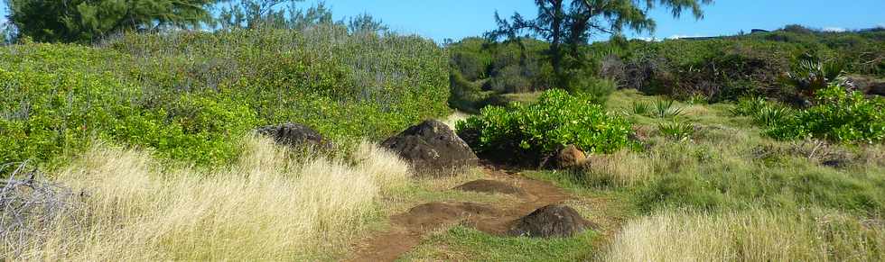 29 mai 2015 - St-Pierre - Site naturel protg de Terre Rouge -