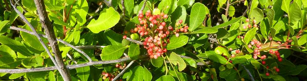 29 mai 2015 - St-Pierre - Site naturel protg de Terre Rouge -  Lansan - Faux poivriers et baies roses