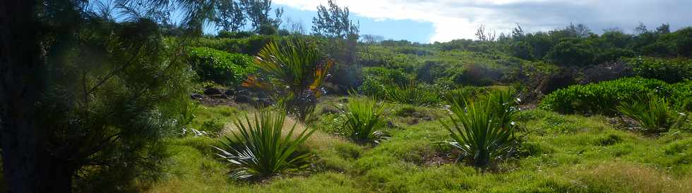 29 mai 2015 - St-Pierre - Site naturel protg de Terre Rouge -