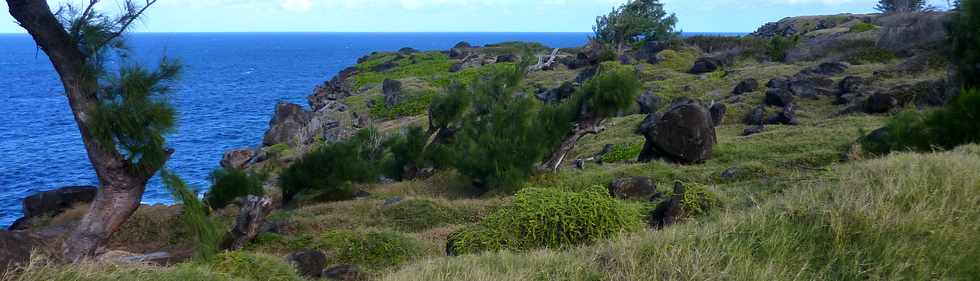 29 mai 2015 - St-Pierre - Site naturel protg de Terre Rouge -