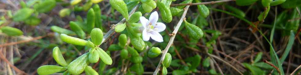 29 mai 2015 - St-Pierre - Site naturel protg de Terre Rouge -  Souveraine de mer (fleur)