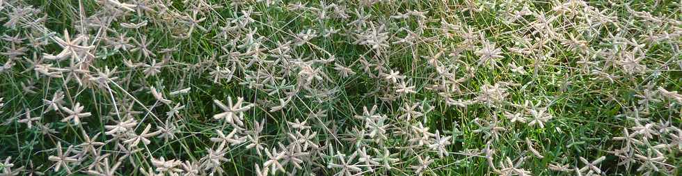 29 mai 2015 - St-Pierre - Site naturel protg de Terre Rouge -  Herbe en toile