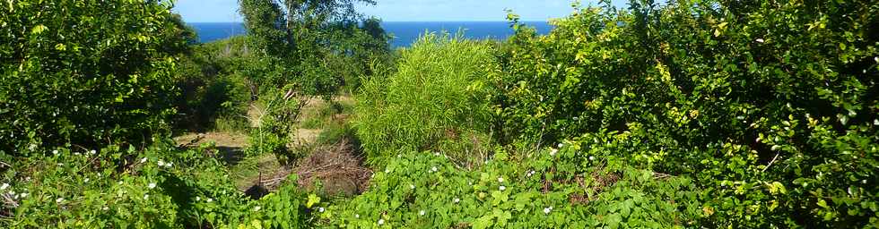 29 mai 2015 - St-Pierre - Site naturel protg de Terre Rouge -  Bois d'arnette