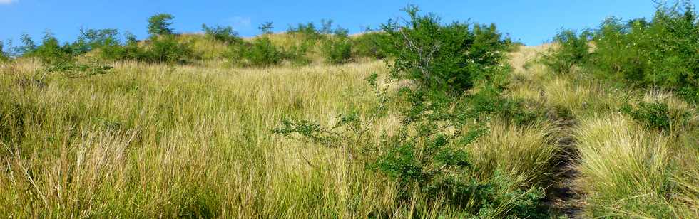 19 juin 2015 - St-Paul - Savane  htropogon contortus -