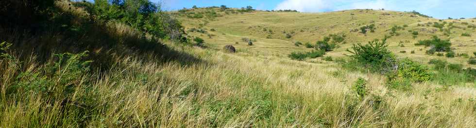 19 juin 2015 - St-Paul - Savane  htropogon contortus -