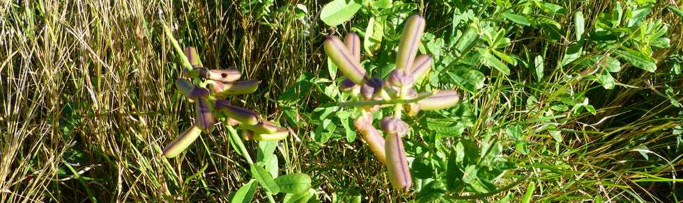 19 juin 2015 - St-Paul - Savane  htropogon contortus -