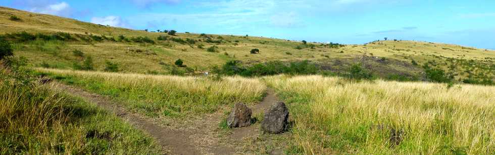 19 juin 2015 - St-Paul - Savane  htropogon contortus -