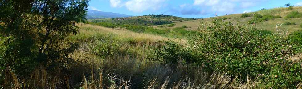 19 juin 2015 - St-Paul - Savane  htropogon contortus -