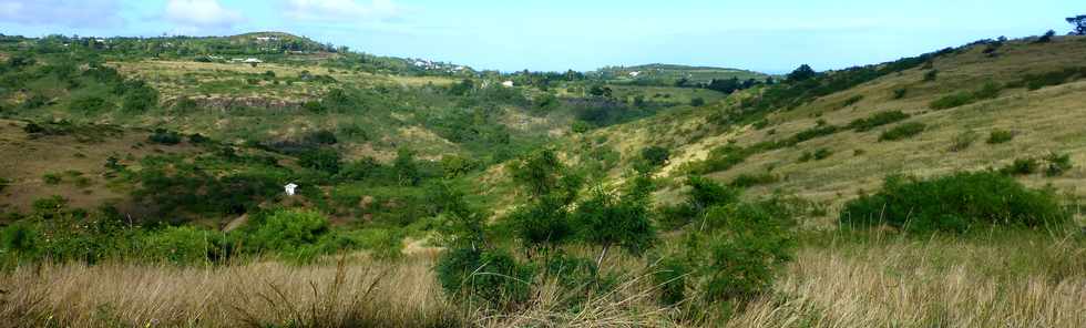 19 juin 2015 - St-Paul - Savane  htropogon contortus