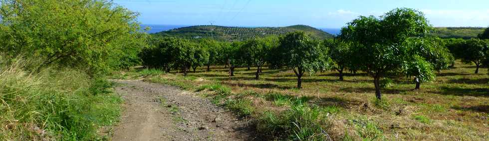 19 juin 2015 - St-Paul - Vergers Boucan Canot