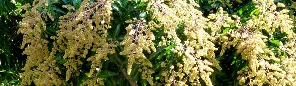 Septembre 2015 - St-Gilles les Bains - D10 - Manguiers en fleurs