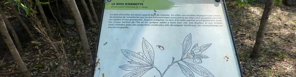 Septembre 2015 - St-Gilles les Bains - Sentier touristique du Verger Bottard - Jardin botanique - Bois d'arnette