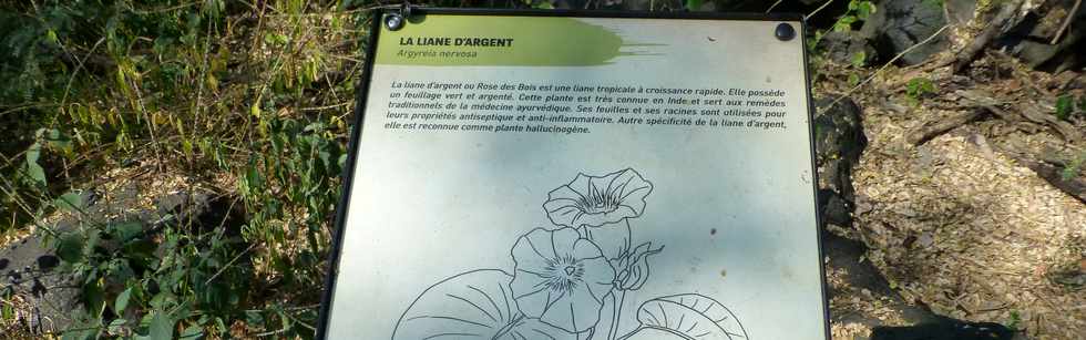 Septembre 2015 - St-Gilles les Bains - Sentier touristique du Verger Bottard - Jardin botanique - Liane d'argent