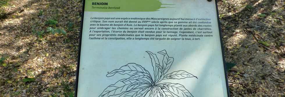 Septembre 2015 - St-Gilles les Bains - Sentier touristique du Verger Bottard - Jardin botanique - Benjoin