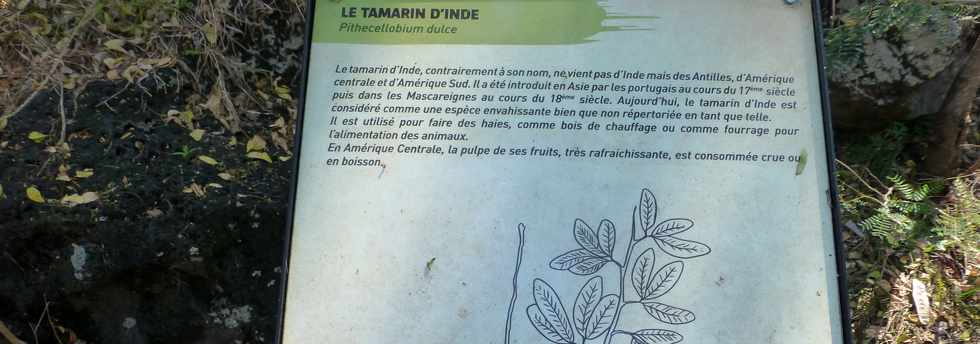 Septembre 2015 - St-Gilles les Bains - Sentier touristique du Verger Bottard - Jardin botanique - Tamarin d'Inde