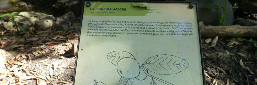 Septembre 2015 - St-Gilles les Bains - Sentier touristique du Verger Bottard - Jardin botanique - Prune malgache