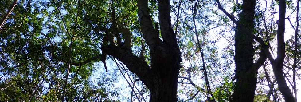 Septembre 2015 - St-Gilles les Bains - Sentier touristique du Verger Bottard - Jardin botanique - Tamarin d'Inde