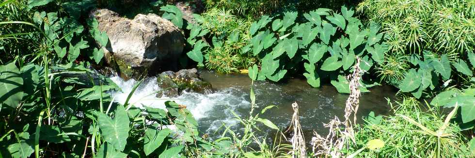 Septembre 2015 - St-Gilles les Bains - Sentier du Verger Bottard -  Ravine St-Gilles - Songes