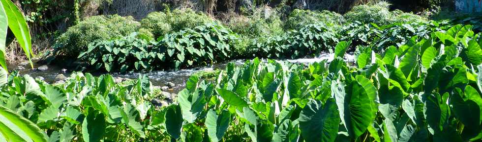 Septembre 2015 - St-Gilles les Bains - Sentier du Verger Bottard -  Ravine St-Gilles