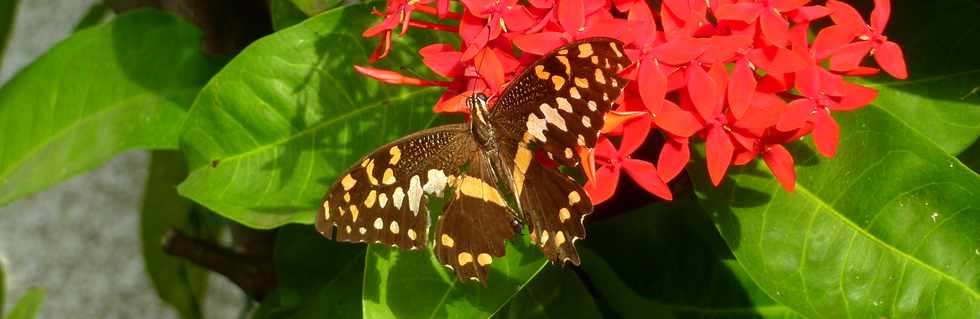 21 janvier 2016 - St-Pierre - Papillon - papilio demodocus - papillon de Vinson