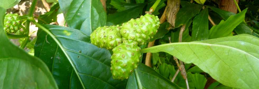 18 avril 2016 - St-Pierre - Embouchure de la rivire d'Abord - Fruits du nono - noni