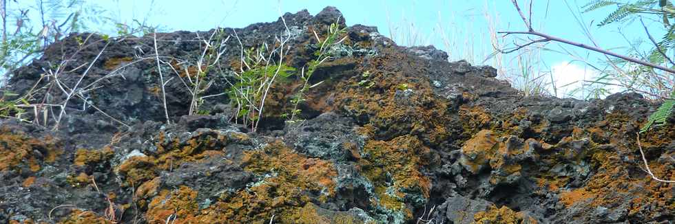 22 avril 2016 - St-Leu - Entre Stella et la Pointe au Sel - Piton des Roches Tendres