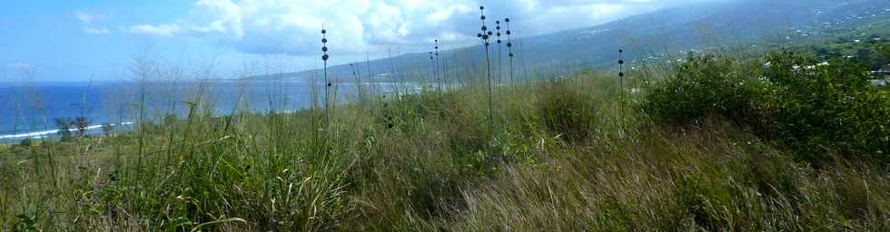 22 avril 2016 - St-Leu - Piton des Roches Tendres - Chemin des curiosits