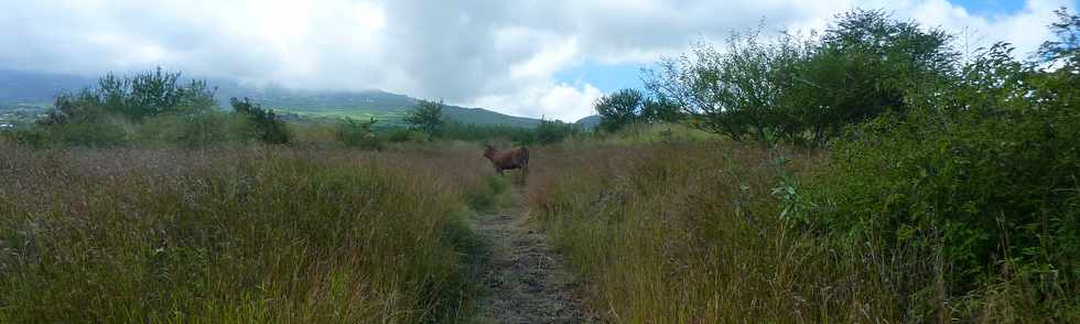 22 avril 2016 - St-Leu - Piton des Roches Tendres - Chemin des curiosits