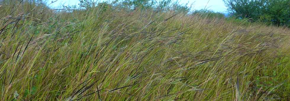 22 avril 2016 - St-Leu - Piton des Roches Tendres - Chemin des curiosits -  Savane  Htropogon contortus