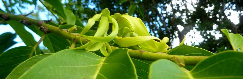 22 avril 2016 - St-Leu - Stella - Maison Bdier  - Ylang Ylang