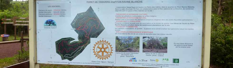 25 avril 2016 - Le Tampon - Forêt du Piton de la Ravine Blanche - Association Tamar'haut - Sentiers pédestres -