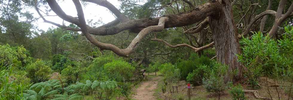 25 avril 2016 - Le Tampon - Fort du Piton de la Ravine Blanche - Association Tamar'haut - Sentiers pdestres -