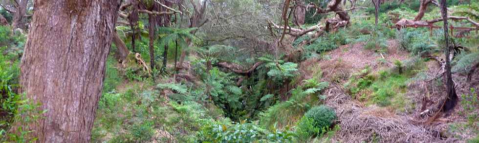 25 avril 2016 - Le Tampon - Fort du Piton de la Ravine Blanche - Association Tamar'haut - Sentiers pdestres -