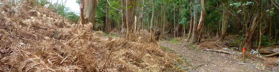 25 avril 2016 - Le Tampon - Fort du Piton de la Ravine Blanche - Association Tamar'haut - Sentiers pdestres -